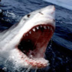 Meet your Posher, Jett